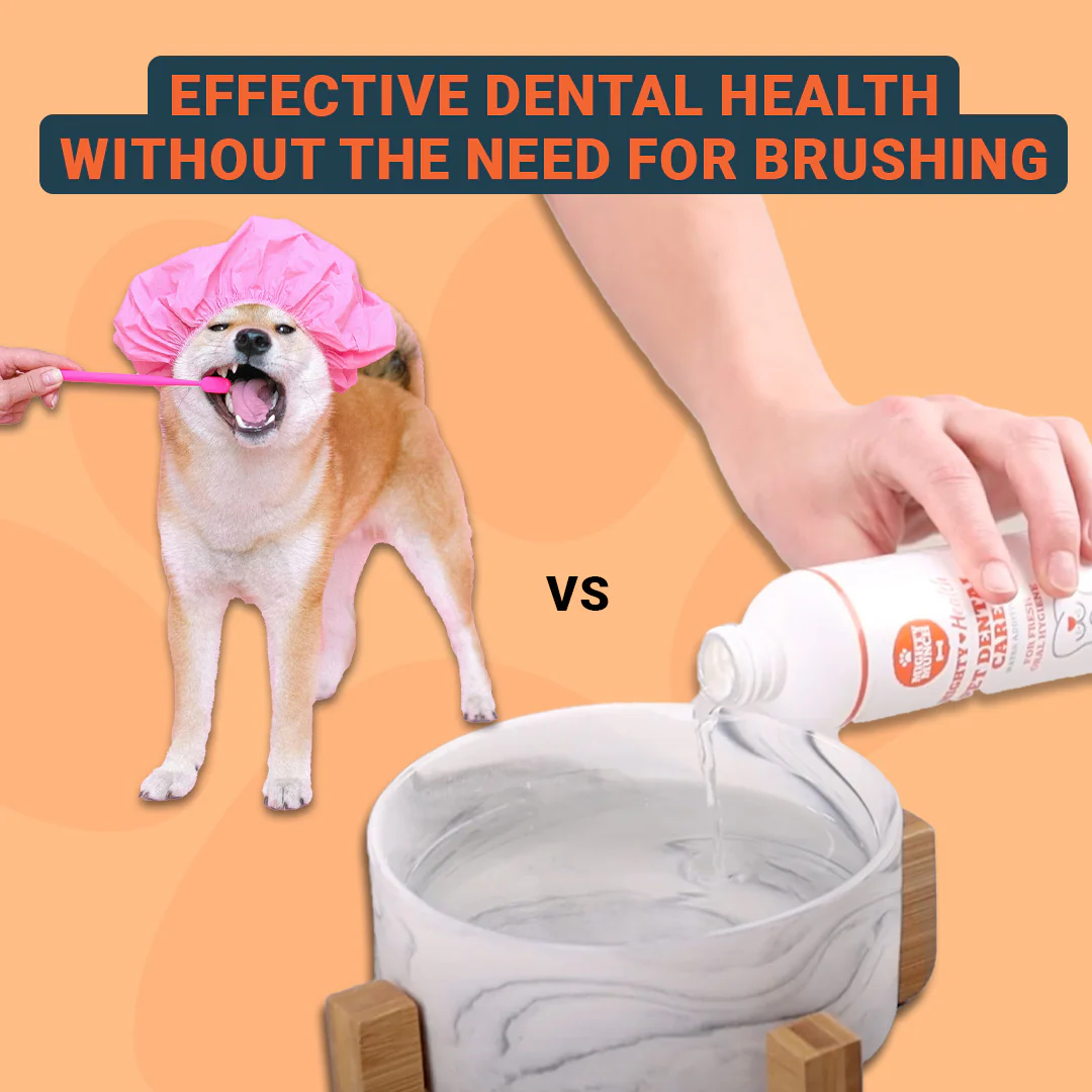 Dental Care (Canada) - Image 5
