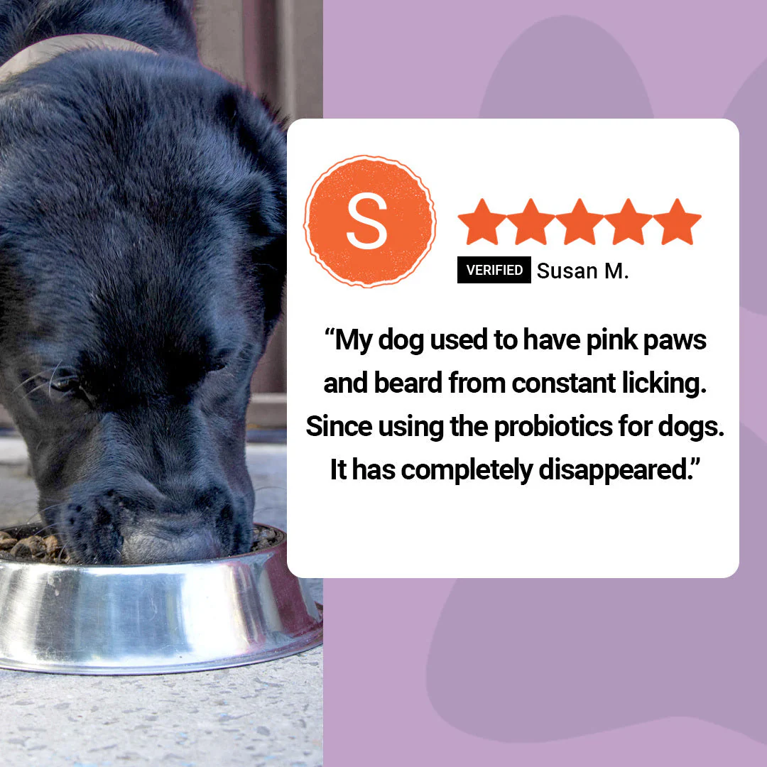 Dog Probiotics Promo (US) - Image 4